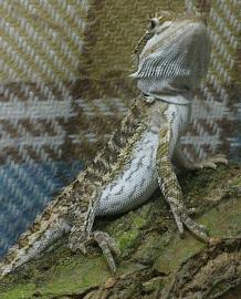 Prod�m - Agama Vousat�