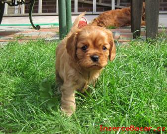 Kaval�r King Charles �pan�l