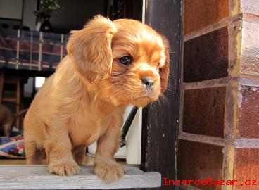 Kaval�r King Charles �pan�l