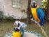 samice zlat a modr papouek papouci