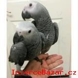 Africk ed papouci pro prodej