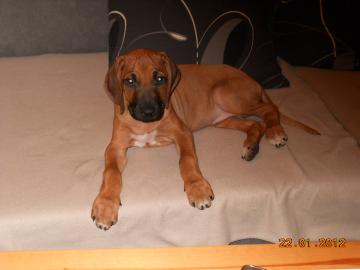 Rhodézský Ridgeback