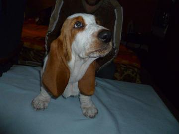 Ndhern tn BASSET-HOUND,fenka s PP. 