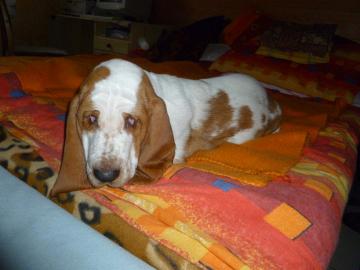 Ndhern tn BASSET-HOUND,fenka s PP. 