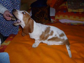 Ndhern tn BASSET-HOUND,fenka s PP. 