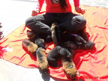 Nabdka tat s PP(puppies for sale)