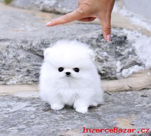 krásné a rozkošný Pomeranian štěňata pro