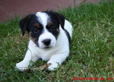 Jack Russell terrier s PP