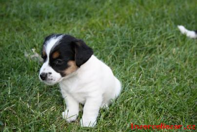 Jack Russell terrier s PP