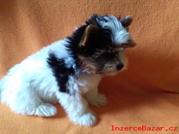 Biewer yorkshire terrier-fenka