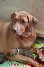 Rhodéský ridgeback štěňátka s PP