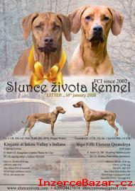 Rhodéský ridgeback štěňátka s PP