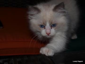 Ragdoll PP Fife