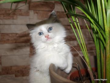 Ragdoll PP Fife