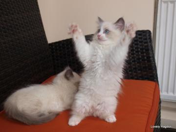 Ragdoll PP Fife