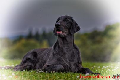 FLAT COATED RETRIEVER - tata