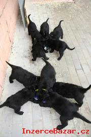 tata flat coated retriever s PP