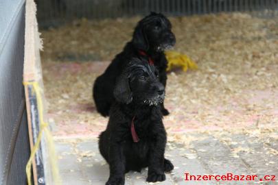 tata flat coated retriever s PP