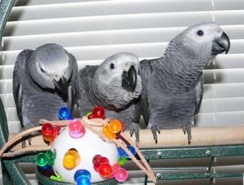 Roztomil a sladk africkch Grey papouci pr