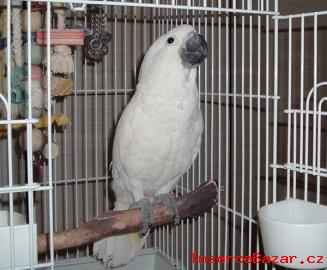 Nabdka Detnk kakadu papouci