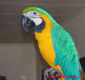 Ara Ararauna papouek na prodej