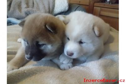 Krsn 2/3 (mui a eny) Shiba- Inu t