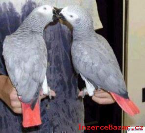 samec africk ed papouci na prodej