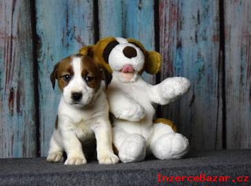 Jack Russell terrier s PP