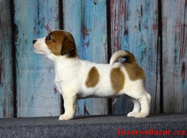 Jack Russell terrier s PP