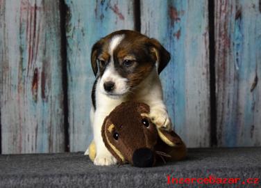 Jack Russell terrier s PP