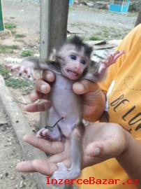 Nabdka Kapucnsk opice