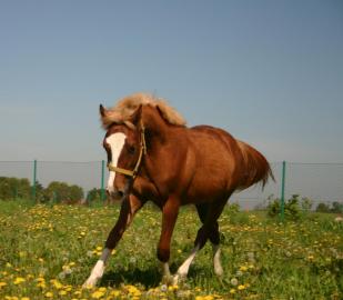 Prodm lbivho hebeka pony
