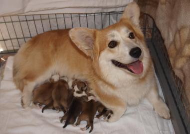 Prodm-welshcorgi pembroke