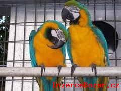 samice modr a zlato papouek pro prodej