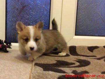 Krsn tata Pembroke Welsh Corgi k di