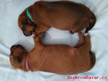 Rhodéský ridgeback štěňátka