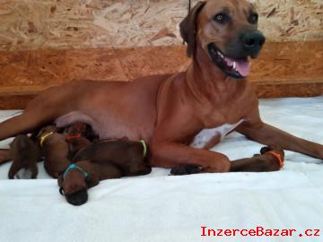 Rhodéský ridgeback štěňátka