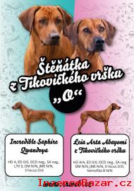 Rhodéský ridgeback štěňátka