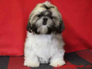 Shih-tzu , i-tzu ttka s PP