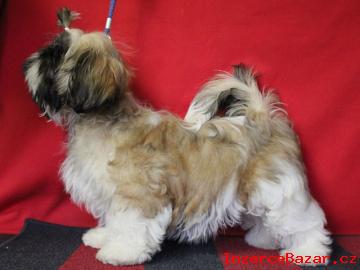 Shih-tzu , i-tzu ttka s PP