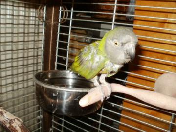 papouek senegalsk - samice