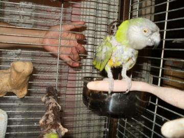 papouek senegalsk - samice