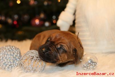 Rhodesian Ridgeback