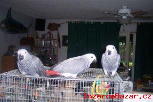 Vnoce Africk ed papouci na prodej