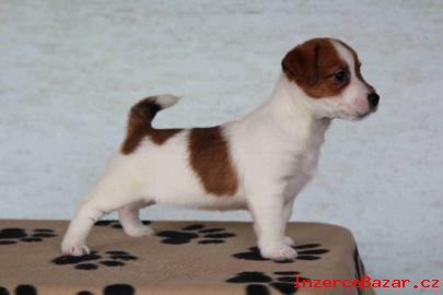 Jack Russel terrier