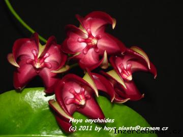 Voskovka - Hoya sp. , Waxplant