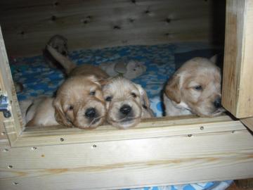 Prodám pejsky labradorského retrívra