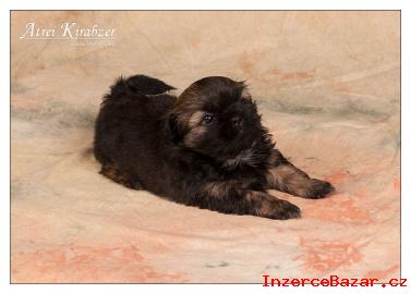 Shih-Tzu štěňátka ( shi-tzu,si-cu,si-tzu )