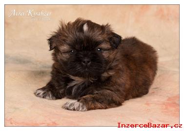 Shih-Tzu štěňátka ( shi-tzu,si-cu,si-tzu )