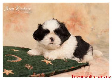 Shih-Tzu štěňátka ( shi-tzu,si-cu,si-tzu )